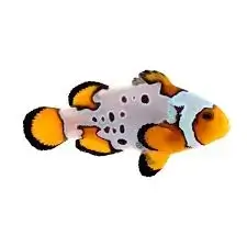 bullet hole clownfish