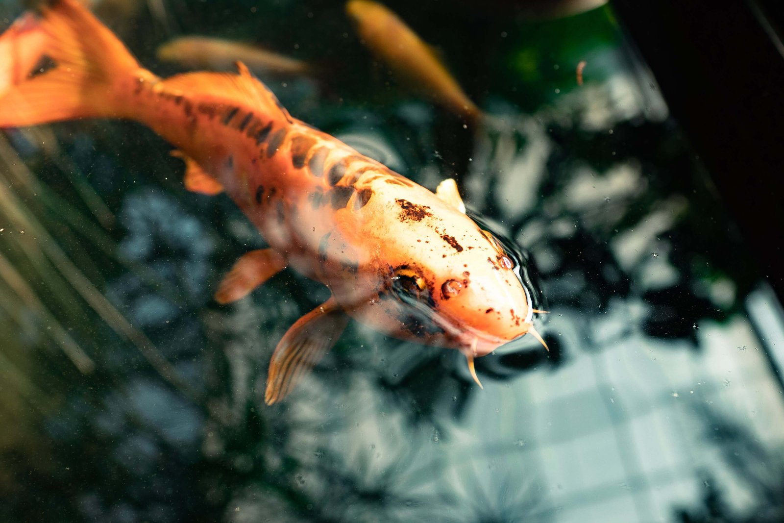Image showcasing Gallery - Aquarium Keeping